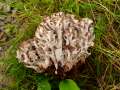 Polyporus umbellatus - Eichhase - Stiege