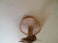 Polyporus ciliatus - Mai-Porling - Walbeck