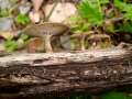 Polyporus&nbsp;ciliatus&nbsp;-&nbsp;Mai Porling&nbsp;-&nbsp;Walbeck