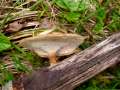 Polyporus&nbsp;ciliatus&nbsp;-&nbsp;Mai Porling&nbsp;-&nbsp;Walbeck