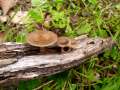 Polyporus&nbsp;ciliatus&nbsp;-&nbsp;Mai Porling&nbsp;-&nbsp;Walbeck