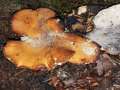 Polyporus leptocephalus - Lwengelber Porling - Walbeck