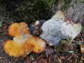 Polyporus leptocephalus - Lwengelber Porling - Walbeck
