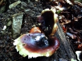 Polyporus badius - Kastanienbrauner Stielporling - Weferlingen-Walbeck