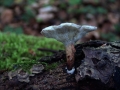 Polyporus tuberaster - Sklerotien Porling; Kleiner Schuppen Porling - Weferlingen