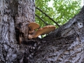 Polyporus&nbsp;squamosus&nbsp;-&nbsp;Schuppiger Porling&nbsp;-&nbsp;Weferlingen