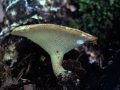 Polyporus&nbsp;tuberaster&nbsp;-&nbsp;Sklerotien Porling&nbsp;-&nbsp;Weferlingen