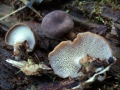 Polyporus&nbsp;brumalis&nbsp;-&nbsp;Winterstiel Porling&nbsp;-&nbsp;Weferlingen