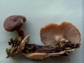 Polyporus&nbsp;brumalis&nbsp;-&nbsp;Winterstiel Porling&nbsp;-&nbsp;Weferlingen