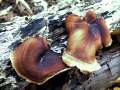Polyporus&nbsp;badius&nbsp;-&nbsp;Schwarzroter Porling;Kastanienbrauner Stielporling&nbsp;-&nbsp;Weferlingen