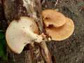 Polyporus&nbsp;tuberaster&nbsp;-&nbsp;Sklerotien-Porling&nbsp;-&nbsp;Weferlingen