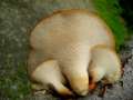 Polyporus&nbsp;tuberaster&nbsp;-&nbsp;Sklerotien-Porling&nbsp;-&nbsp;Weferlingen