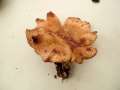 Polyporus leptocephalus - Lwengelber Porling - Weferlingen