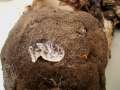 Polyporus tuberaster - Sklerotien-Porling - Weferlingen