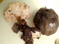 Polyporus tuberaster - Sklerotien-Porling - Weferlingen