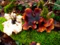 Polyporus badius - Kastanienbrauner Schwarzfuporling - Weferlingen