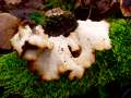 Polyporus badius - Kastanienbrauner Schwarzfuporling - Weferlingen