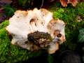 Polyporus badius - Kastanienbrauner Schwarzfuporling - Weferlingen