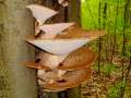 Polyporus&nbsp;squamosus&nbsp;-&nbsp;Schuppiger Porling&nbsp;-&nbsp;Weferlingen
