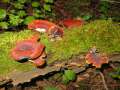 Polyporus&nbsp;badius&nbsp;-&nbsp;Kastanienbrauner Schwarzfu�porling&nbsp;-&nbsp;Weferlingen