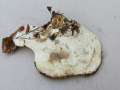 Postia&nbsp;guttulata&nbsp;-&nbsp;Getropfter Saftporling&nbsp;-&nbsp;Walbeck