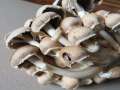 Psathyrella&nbsp;leucotephra&nbsp;-&nbsp;Ring-M�rbling&nbsp;-&nbsp;Hamersleben