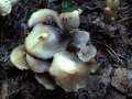 Psathyrella marcescibilis - Grauweier Faserling - Hdingen