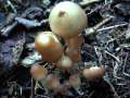 Psathyrella marcescibilis - Grauweier Faserling - Hdingen