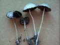 Psathyrella corrugis - Rotschneidiger Mrbling - Hdingen