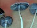 Psathyrella corrugis - Rotschneidiger Mrbling - Hdingen