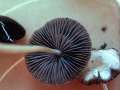 Psathyrella corrugis - Rotschneidiger Mrbling - Hdingen