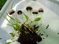 Psathyrella prona - Wegrand Mrbling - Hdingen