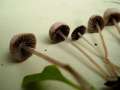 Psathyrella prona - Wegrand Mrbling - Hdingen