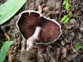 Psathyrella candolleana - Behangener Faserling - Hdingen