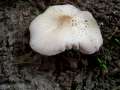 Psathyrella candolleana - Behangener Faserling - Hdingen