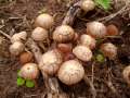 Psathyrella corrugis - Rotschneidiger Zrtling - Hdingen