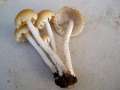 Candolleomyces&nbsp;candolleana&nbsp;-&nbsp;Behangener Faserling&nbsp;-&nbsp;H�dingen
