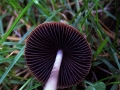 Psathyrella prona - Grauer Mrbling - Weferlingen