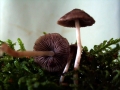 Psathyrella prona - Grauer Mrbling - Weferlingen