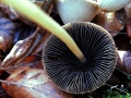 Psathyrella corrugis - Rotschneidiger Mrbling - Weferlingen