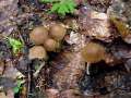 Psathyrella&nbsp;piluliformis&nbsp;-&nbsp;W��riger M�rbling&nbsp;-&nbsp;Weferlingen