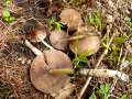 Psathyrella spadiceogrisea - Frher Faserling - Weferlingen