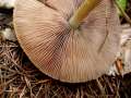 Psathyrella spadiceogrisea - Frher Faserling - Weferlingen