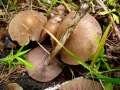 Psathyrella spadiceogrisea - Frher Faserling - Weferlingen