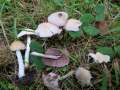 Psathyrella candolleana - Behangener Faserling - Weferlingen