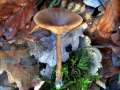 Pseudoclitocybe cyathiformis - Kaffeebrauner Gabeltrichterling - Hdingen