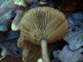 Pseudoclitocybe cyathiformis - Kaffeebrauner Gabeltrichterling - Hdingen
