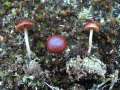 Psilocybe&nbsp;montana&nbsp;-&nbsp;Trockener Kahlkopf&nbsp;-&nbsp;Hohenwarthe