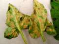 Puccinia sessilis - Rostpilz - Hdingen