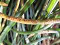 Puccinia liliacearum - Gewhnlicher Milchsternrost - Hdingen